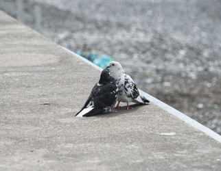 Similar image 21385374