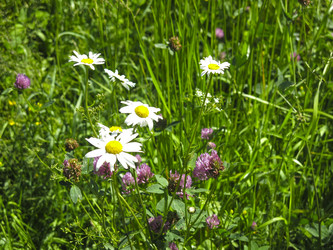 Similar image 21385566