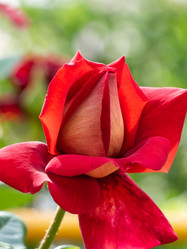 Similar image 21386159