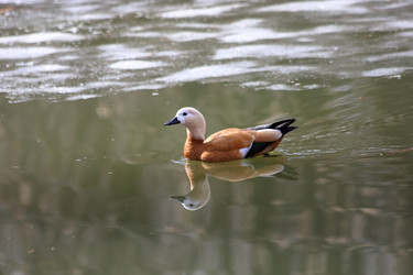 Similar image 21399609