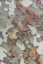 Similar image 21400231