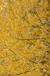 Similar image 21400260