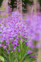 Similar image 21400271