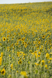 Similar image 21400046