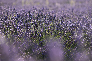 Similar image 21400055