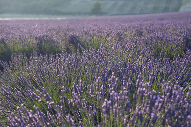 Similar image 21400288