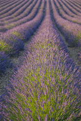 Similar image 21400290