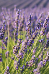 Similar image 21400292