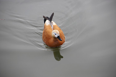 Similar image 21399713