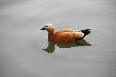 Similar image 21399714