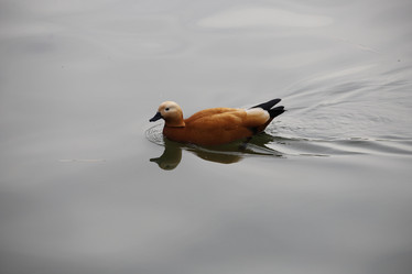 Similar image 21399715