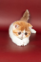 Similar image 21399223