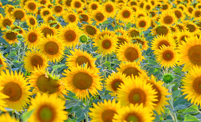 Similar image 21431039