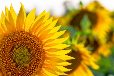 Similar image 21404883