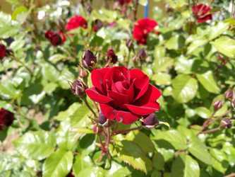 Similar image 21423322