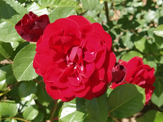 Similar image 21423332