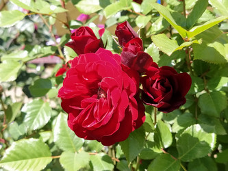 Similar image 21423334