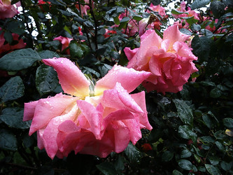 Similar image 21423341