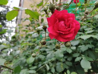 Similar image 21423342