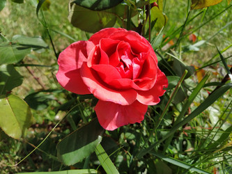 Similar image 21423355