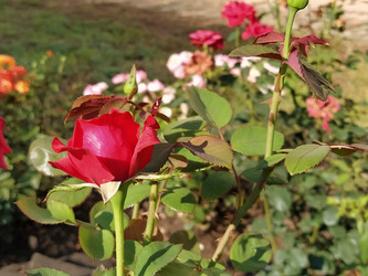 Similar image 21422921