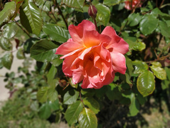 Similar image 21423373