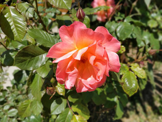 Similar image 21423374