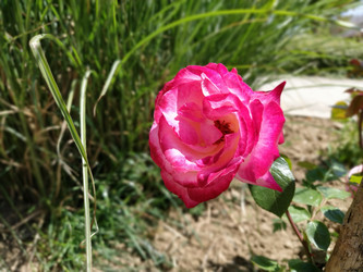 Similar image 21423377