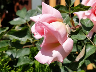 Similar image 21423384