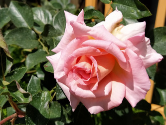 Similar image 21423385