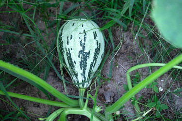 Similar image 21407820