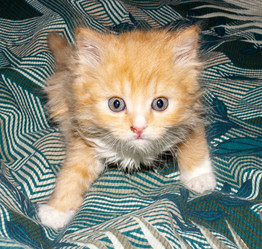 Similar image 21417732