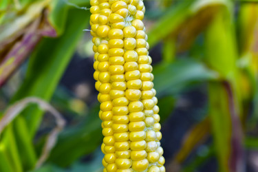 Similar image 21419644