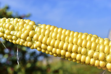 Similar image 21419768