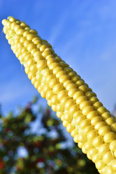 Similar image 21419769