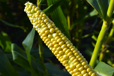 Similar image 21419770