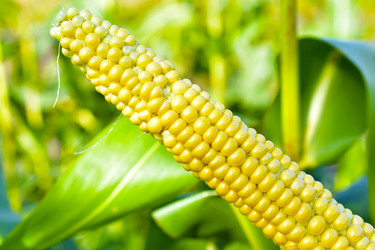 Similar image 21419771