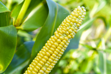 Similar image 21419772