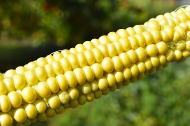 Similar image 21419773