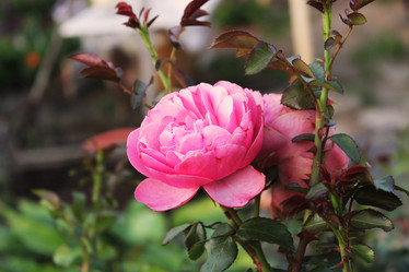 Similar image 21421754