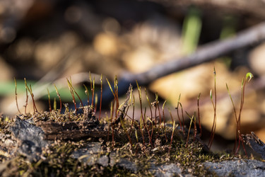 Similar image 21420229