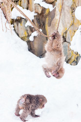 Similar image 21420033