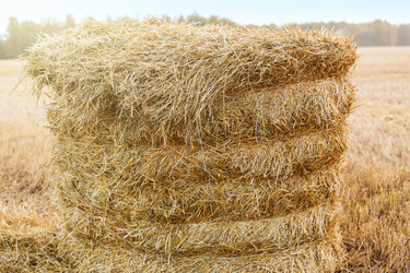 Similar image 21420465