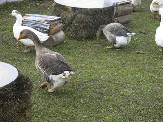 Similar image 21421200