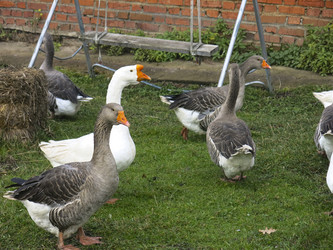 Similar image 21421206