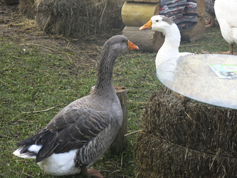 Similar image 21421210