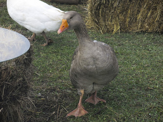 Similar image 21421212