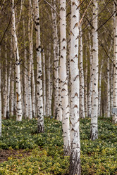 Similar image 21421697