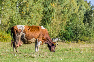 Similar image 21431737