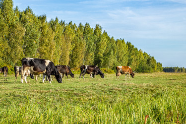 Similar image 21431739